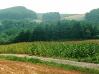 遅咲きの反逆者